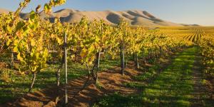 Vineyard in Santa Maria California