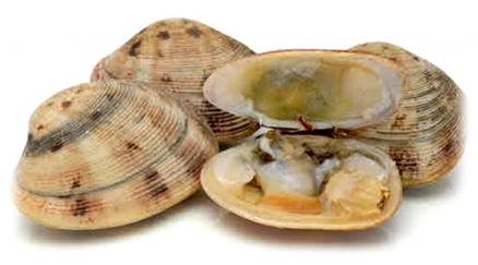 Almejas