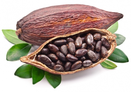 El cacao