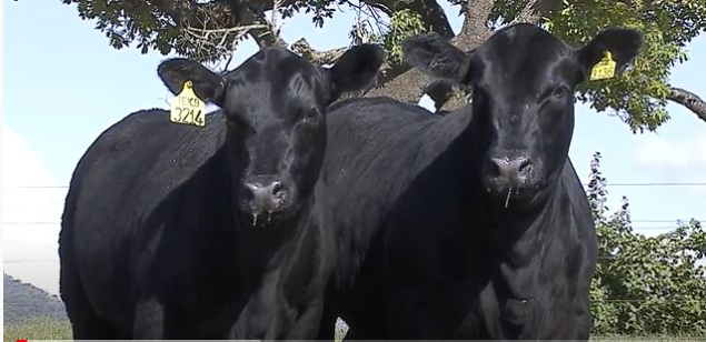 LOTE 011 - PWM DILMA 3214 K BTY 5S1 E  PWM CIXIE 3136/2 VIXIE