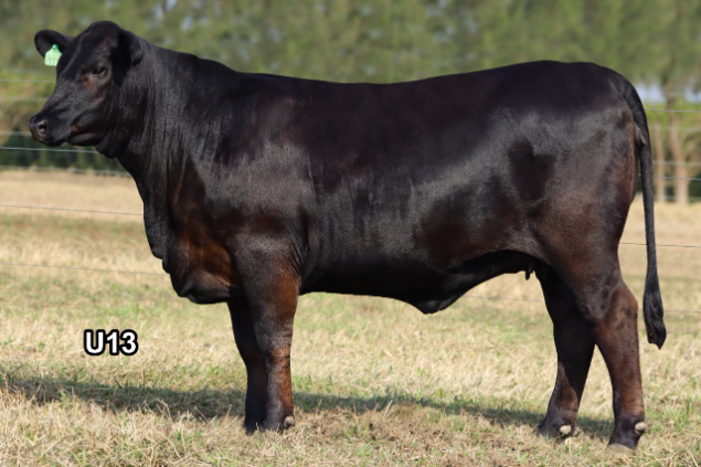 LOTE 073 - KV CACHOEIRA 010 CRUISE BRIGADIER LESTER E KV CACHOEIRA 013 CRUISE ENZO LODI