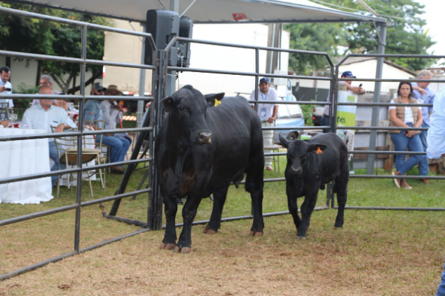 LOTE 049 - ANAMÉLIA M294