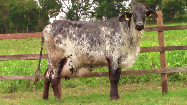 LOTE 002 - AMARA 6080 FIORE - 6080 - 2120-BH