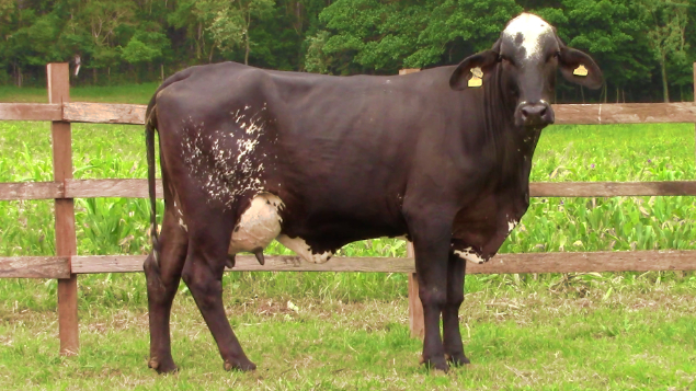 LOTE 004 - FALENA 5924 FIORE - 5924 - 2207-BH