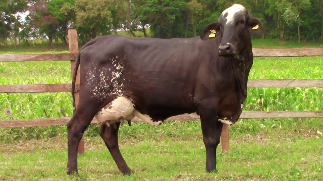 LOTE 004 - FALENA 5924 FIORE - 5924 - 2207-BH