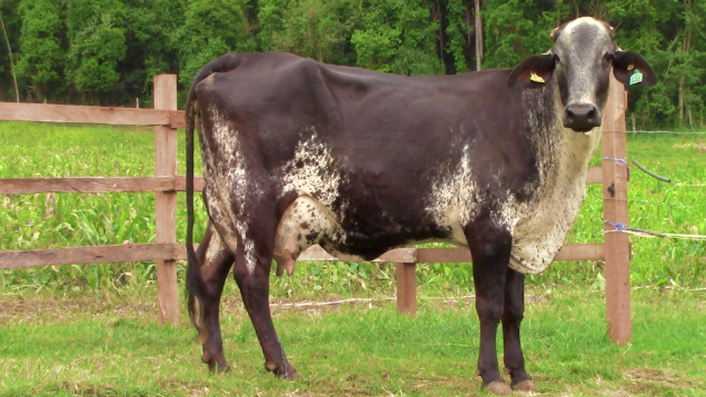 LOTE 005 - SAVANA WILDMAN FIV ALEGRE - 146 - 1563-AY