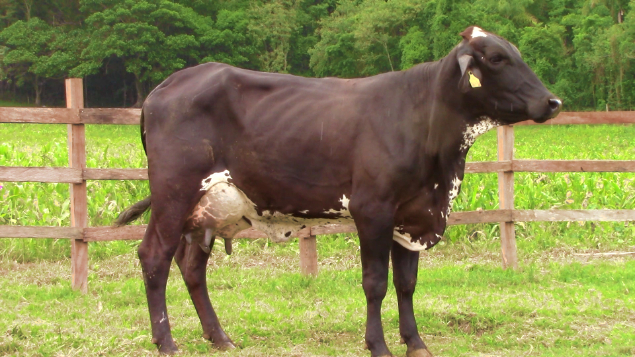 LOTE 006 - ALTAIR - 145 - 5863-BD