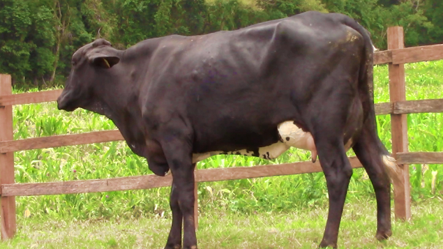 LOTE 008 - VERA 5931 FIORE - 5931 - 2212-BH