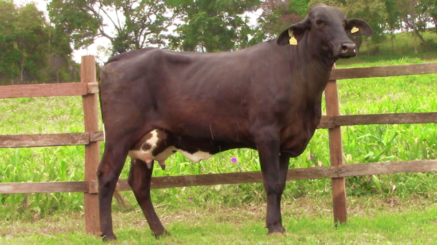 LOTE 013 - ANITA 5934 FIORE - 5934 - 2214-BH