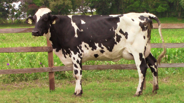 LOTE 014 - 354 BYWAY FAZENDA PAIOL - 354 - 1742-BG