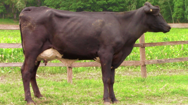 LOTE 015 - ALFENAS 5962 FIORE - 5962 - 2083-BH