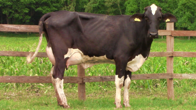 LOTE 016 - 376 LIGHTHOUSE FAZENDA PAIOL - 376 - 1745-BG