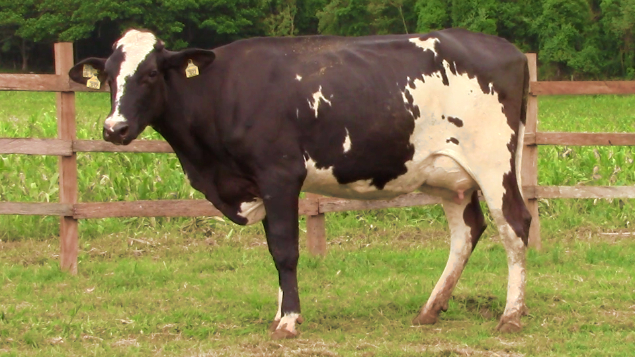 LOTE 017 - 382 ORION FAZENDA PAIOL - 382 - 1743-BG