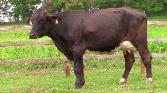 LOTE 019 - 326 FAZENDA PAIOL - 326 - 1738-BG
