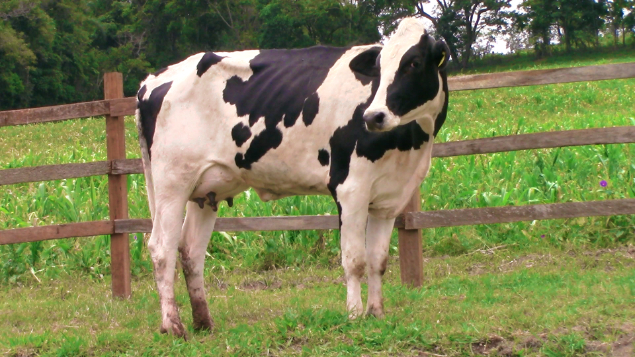 LOTE 020 - CRISTINA - 11