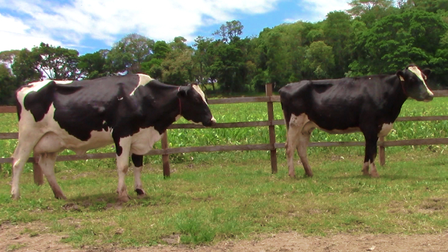 LOTE 022 - XMILK VENTURA 63 - 63 - BR1929622 E SEKITA MOGIGUACU 8311 BOWEN - 8311 - BX560480