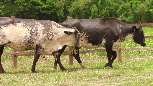 LOTE 023 - ELISA 6214 FIORE - 6214 - MCGL1301 E DANI 6450 FIORE - 6450 - MCGL1365