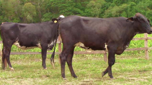 LOTE 024 - 383 LIGHTHOUSE FAZENDA PAIOL - 383 - 1740-BG E HIMALAIA 6458 FIORE - 6458 - MCGL1361