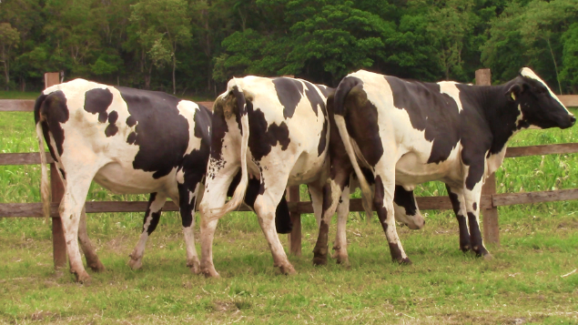 LOTE 026 - CELIA 6301 FIORE - 6301 - MCGL1412, CAMILA 8866 FIORE - 8866 - MCGL1313 E PIETRA 8865 FIORE - 8865 - MCGL1323