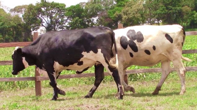 LOTE 027 - ALBERTINA 6295 FIORE - 6295 - MCGL1411 E CRISTINA - 156