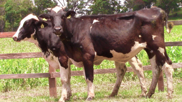 LOTE 029 - PAIOL 409 - 409 - BR1893592 E PAIOL 408 - 408 - BR1893594