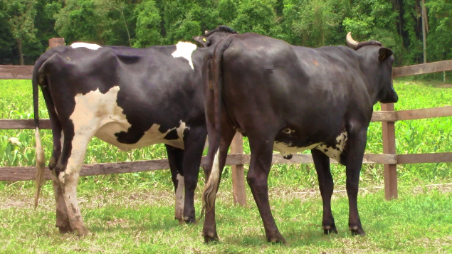 LOTE 030 - 373 EUGENIO FAZENDA PAIOL - 373 - 1744-BG E PETALA 6446 FIORE - 6446 - MCGL1391