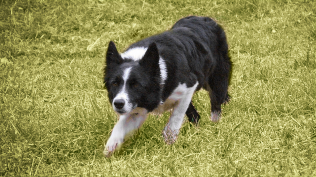 LOTE 002 - ALFA DO FORT RENO (Treinada)