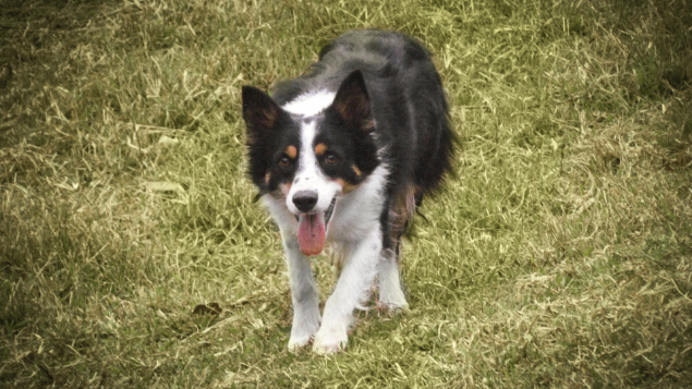 LOTE 002 - ALFA DO FORT RENO (Treinada)