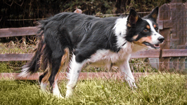 LOTE 003 - TIETA RL3 (Treinada)