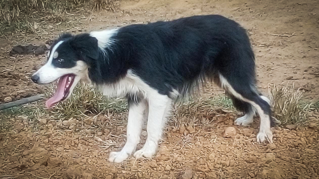 LOTE 004 - DOLAR (Ligado)