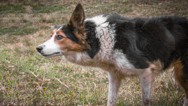 LOTE 005 - ÍNDIA RL3 (Iniciada)
