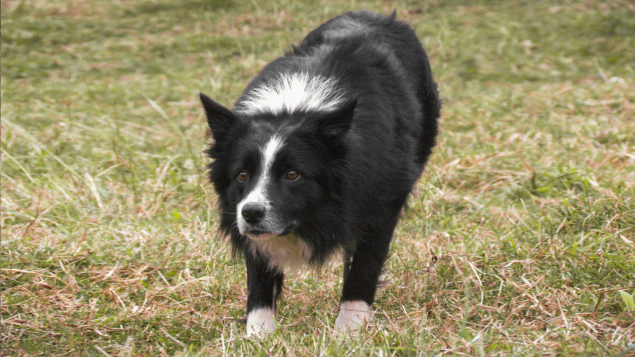 LOTE 006 - BIG DO MONTE (Treinado)