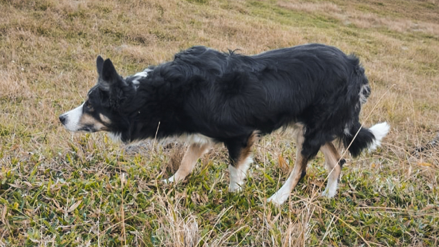 LOTE 007 - DOT (Treinado)