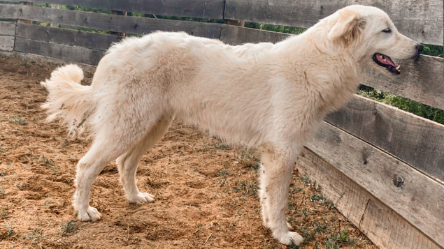 LOTE 011 - DARA (Maremano)