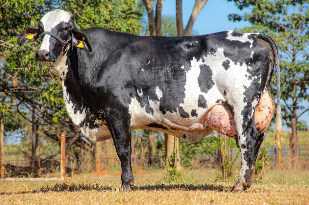 LOTE 06 - 0397 - VEREDA KINGBOY FRUCTUOSO