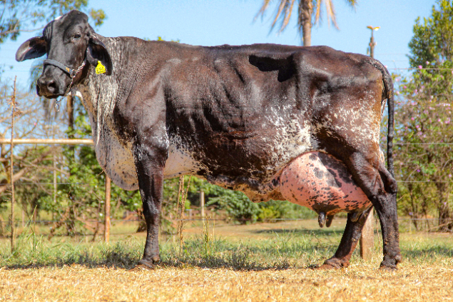 LOTE 07 - 0321 - ESPECIAL TEATRO FRUCTUOSO