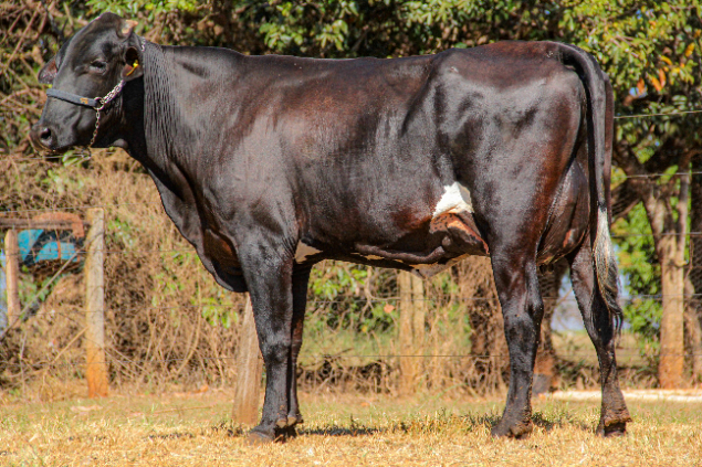 LOTE 09 - 0463 - LEYDE JEDI FRUCTUOSO
