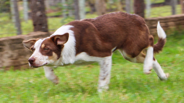 LOTE 01 - KYARA PASTORES DO CERRADO (Ligada)