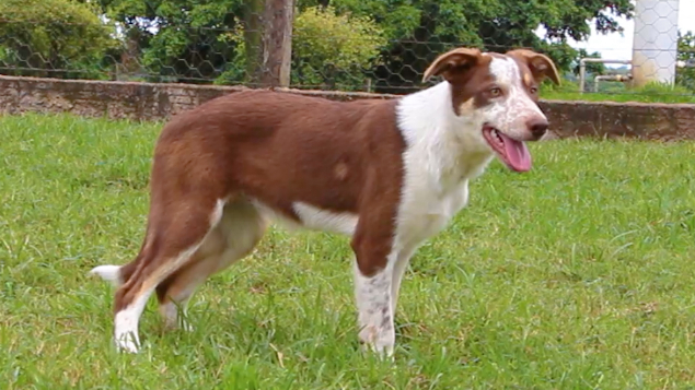 LOTE 01 - KYARA PASTORES DO CERRADO (Ligada)