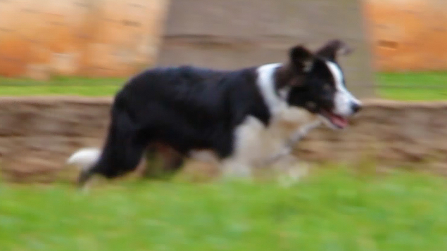 LOTE 02 - JOSH PASTORES DO CERRADO (Filhote)