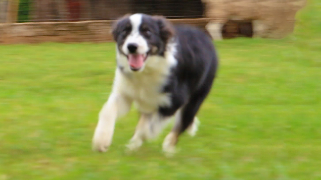 LOTE 02 - JOSH PASTORES DO CERRADO (Filhote)