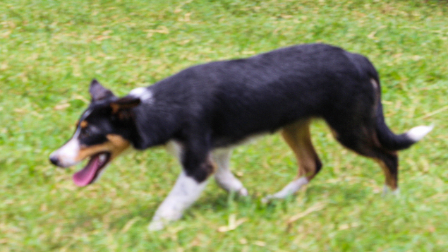 LOTE 03 - JOLI PASTORES DO CERRADO (Ligada)