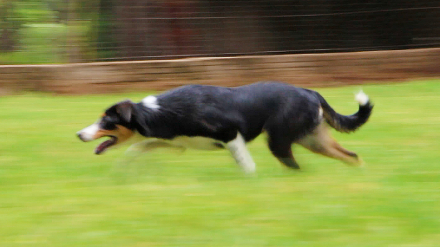LOTE 03 - JOLI PASTORES DO CERRADO (Ligada)
