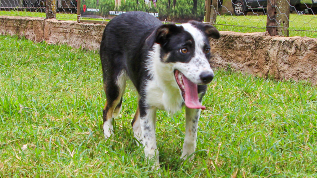 LOTE 06 - INFINITY PASTORES DO CERRADO (Ligada) 