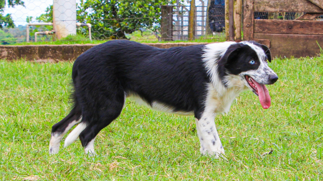 LOTE 07 - INCA PASTORES DO CERRADO (Ligada)