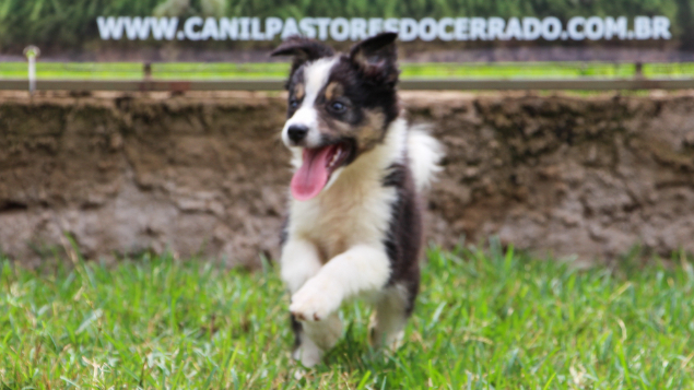 LOTE 10 - MITO PASTORES DO CERRADO (Filhote)