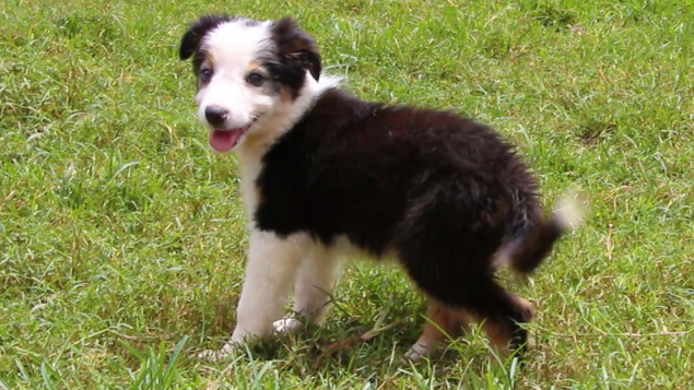 LOTE 11 - MOSS PASTORES DO CERRADO (Filhote)