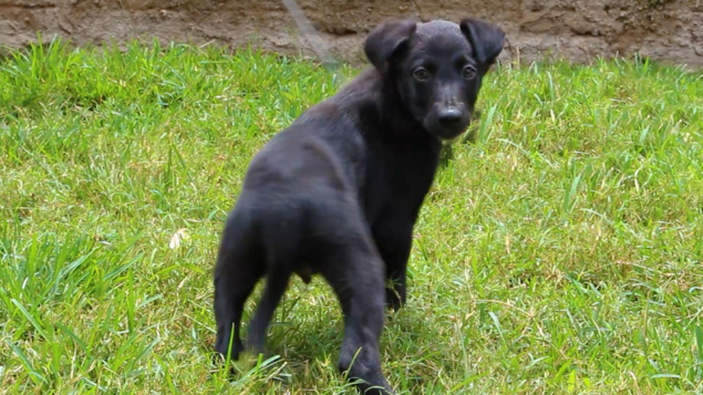 LOTE 12 - NACO PASTORES DO CERRADO (Filhote)