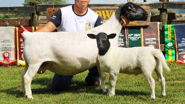 LOTE 03 - KAIOWAS KAJORA 1902