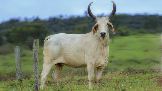 LOTE 66 - LDCV 6530	- LARANJA DA MORUMBI	